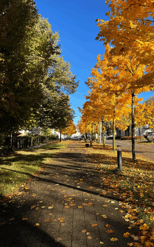 Bäume im Herbst